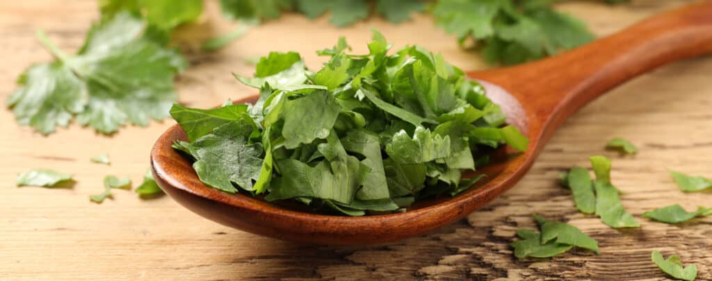 Chopped Fresh Cilantro on a Wooden Spoon